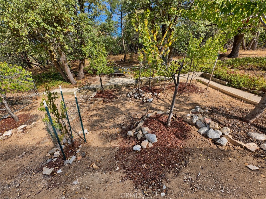 975 Hospital Road Lake Arrowhead, CA 92352 - Photo 55 of 67 side yard with fruit trees