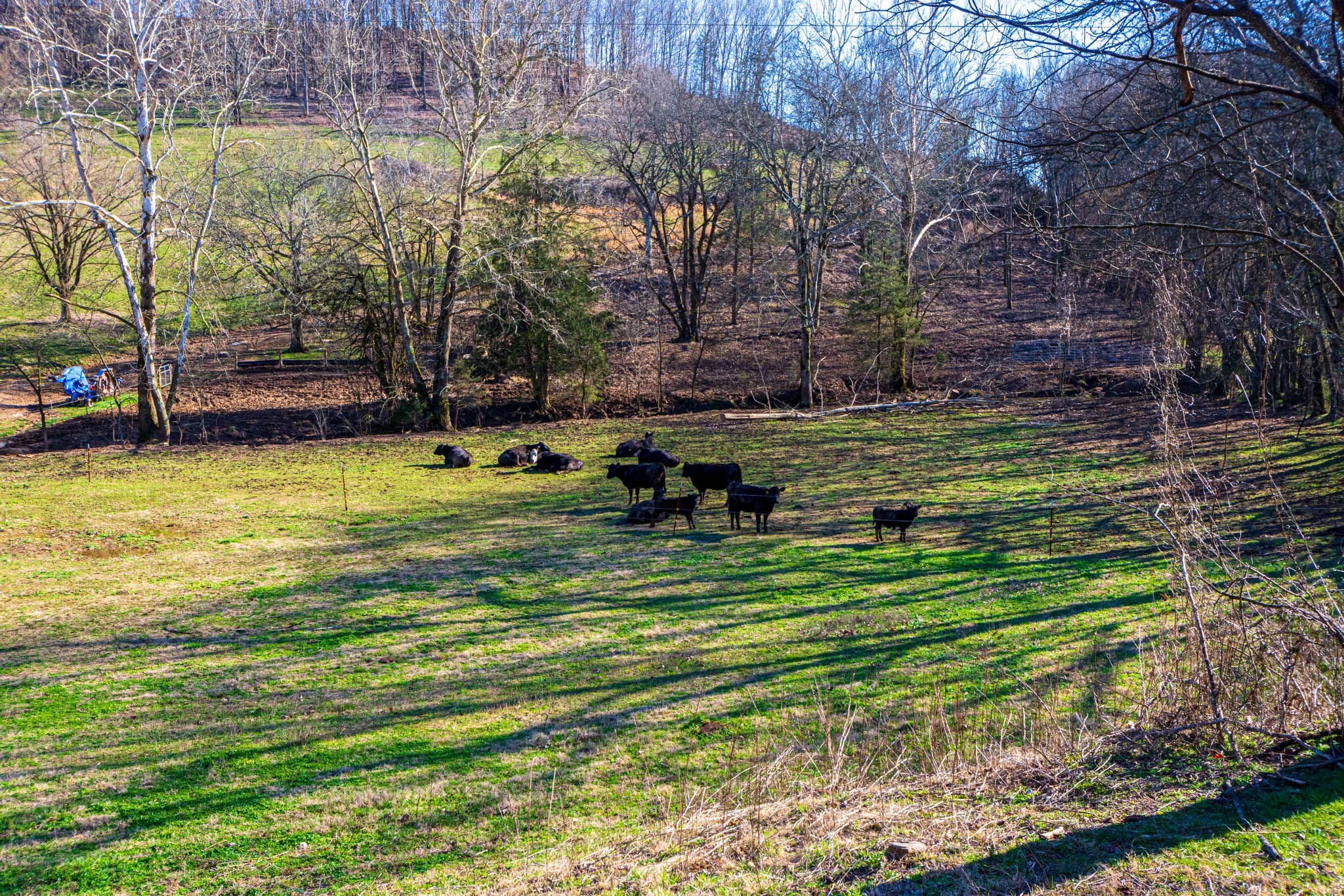 860 Loyd Road Pulaski, TN 38478 - Photo 66 of 70 a view of a swimming pool with a bench and trees around