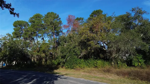 a view of a yard with plants and trees