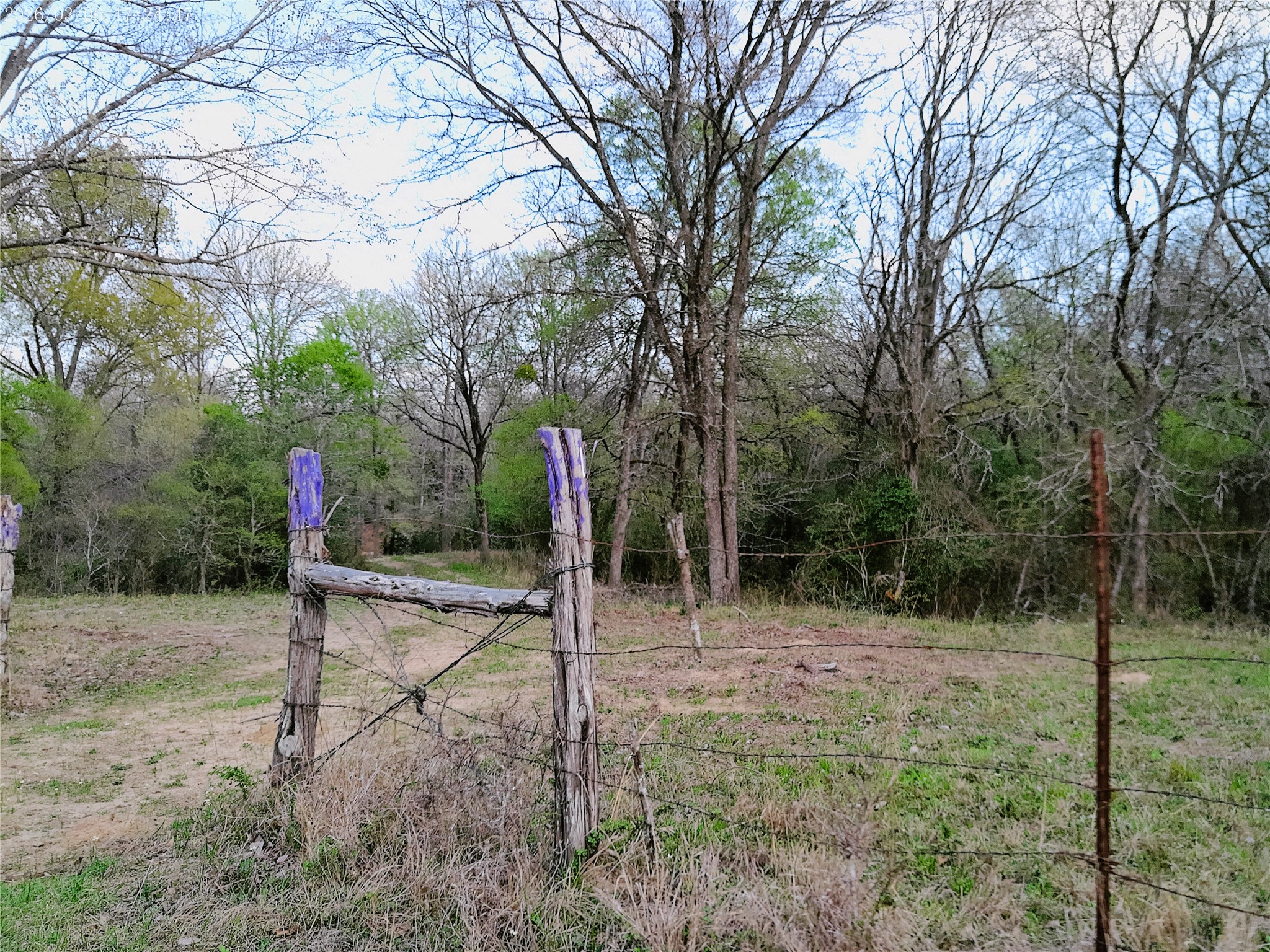 1042 Los Ranchitos Road Cameron, TX 76520 - Photo 27 of 40 a flag is sitting in the middle of forest