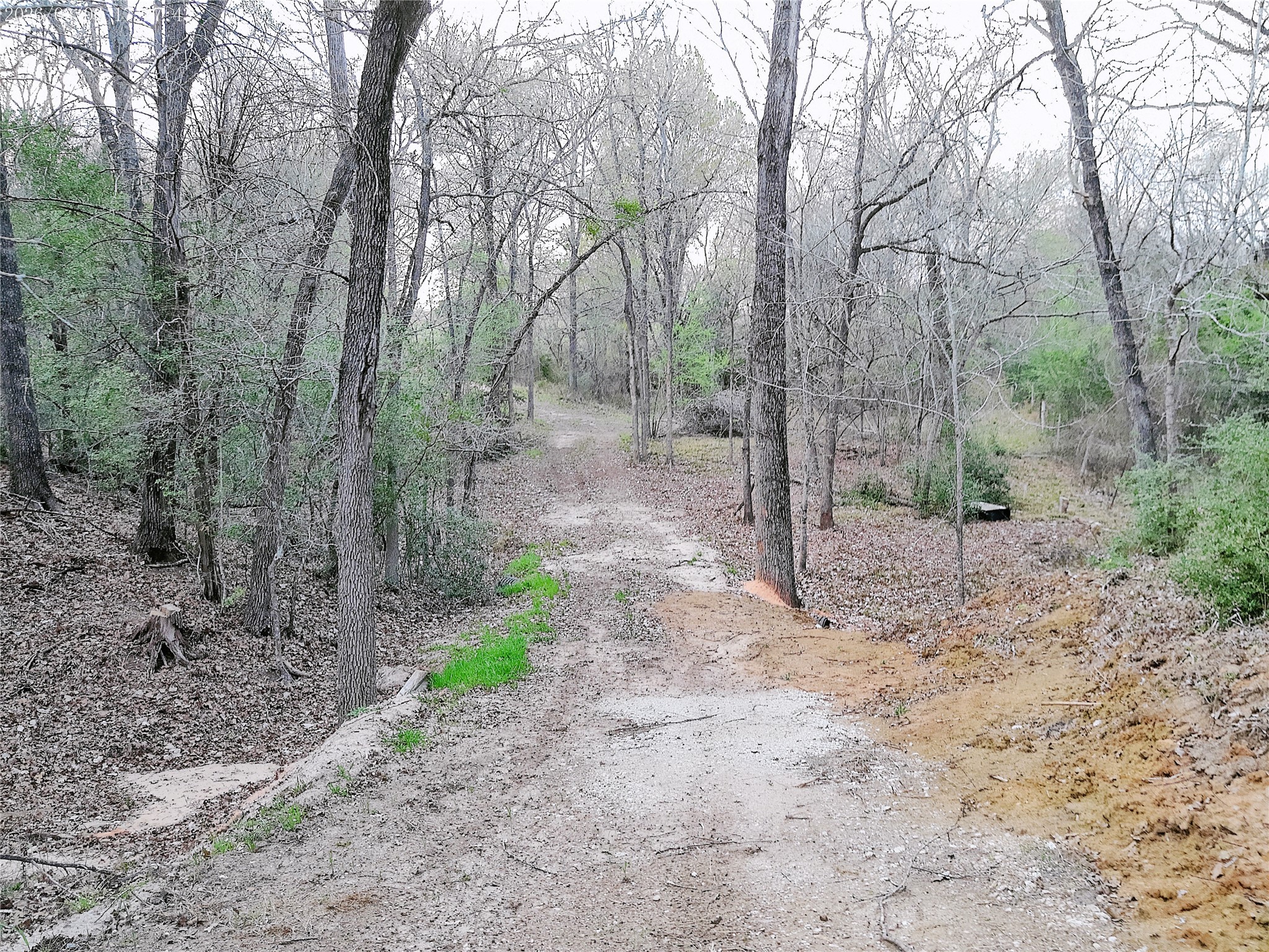 1042 Los Ranchitos Road Cameron, TX 76520 - Photo 29 of 40 a view of a forest with trees