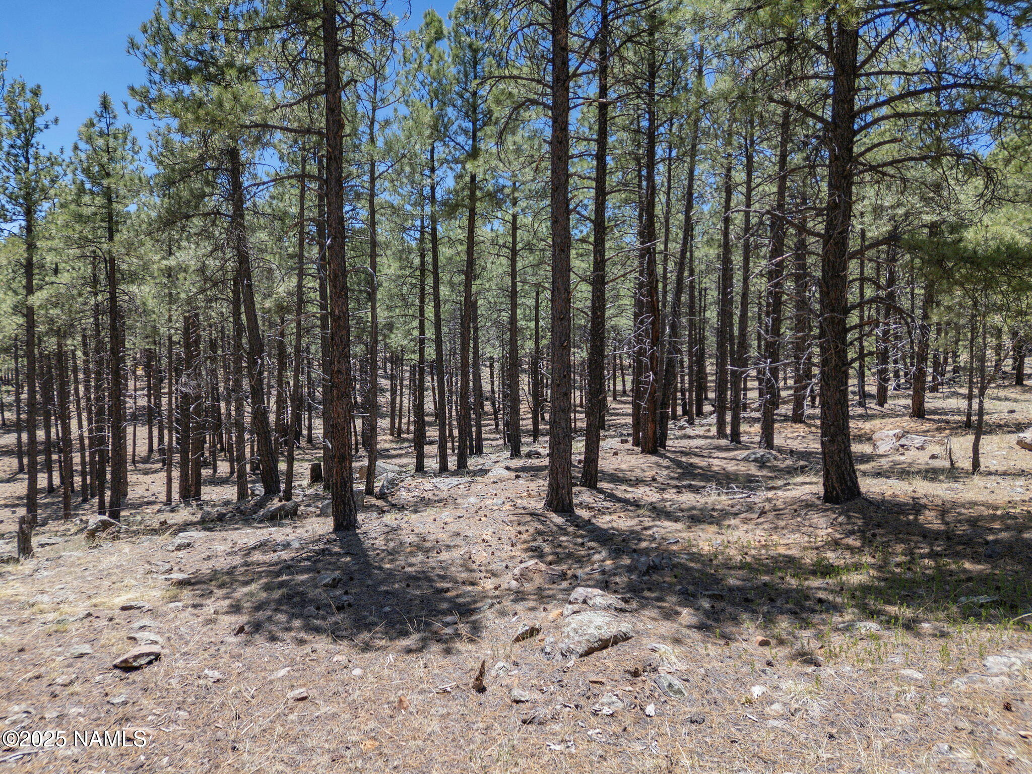 0 U.S. Rte 66 Flagstaff, AZ 86005 - Photo 10 of 25 a view of outdoor space with trees