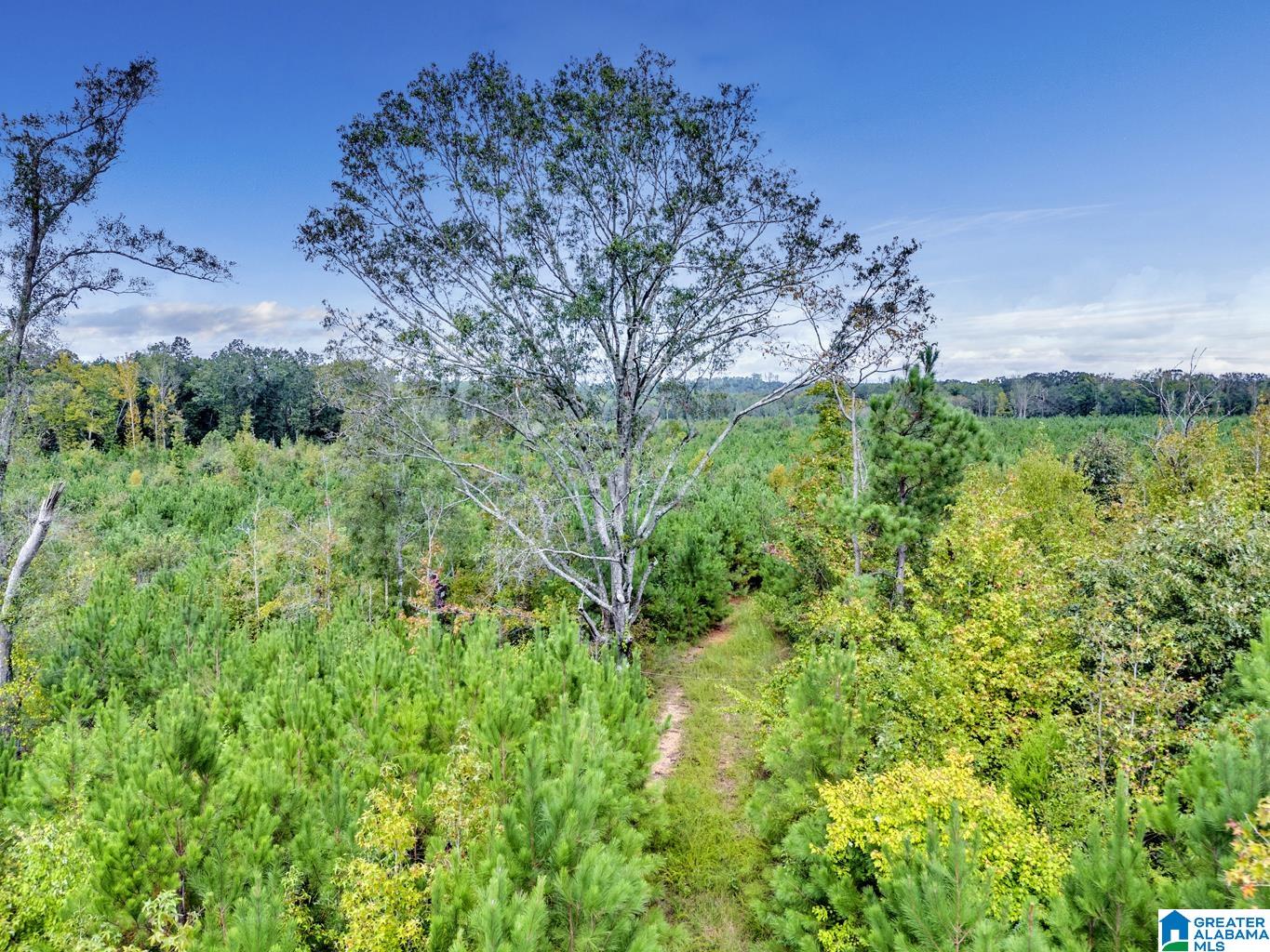 0 Warrior Road Ohatchee, AL 36271 - Photo 25 of 25