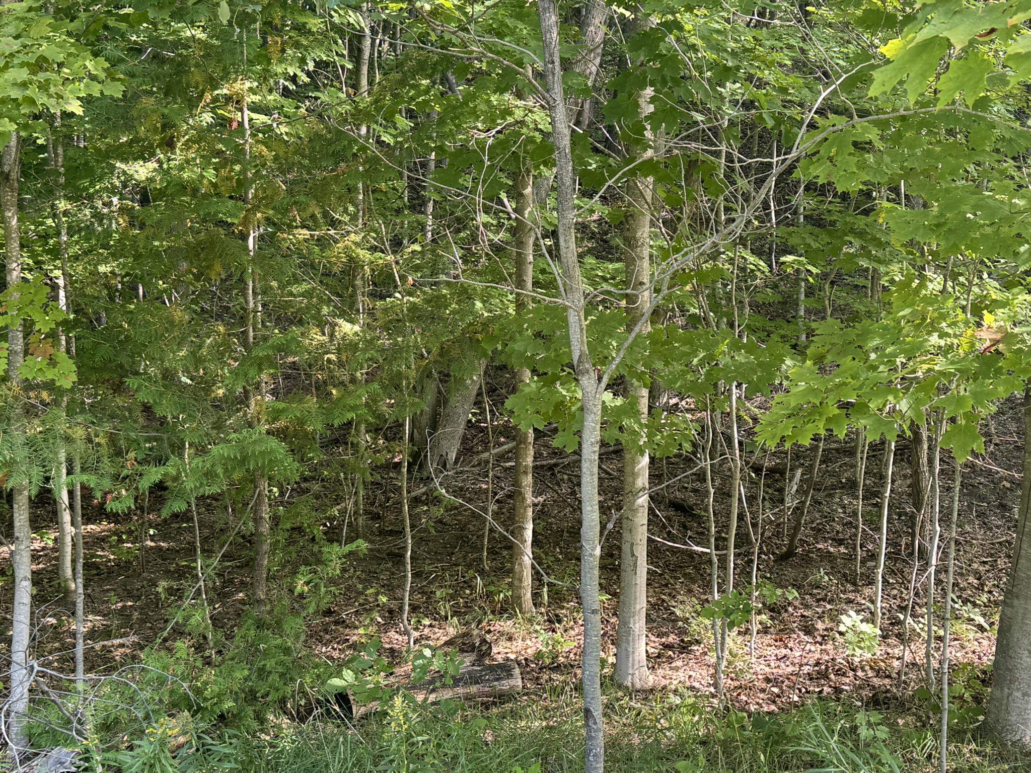 Lot 4 East Old Mountain Road, Unit LOT: 4 Cedar, MI 49621 - Photo 6 of 12