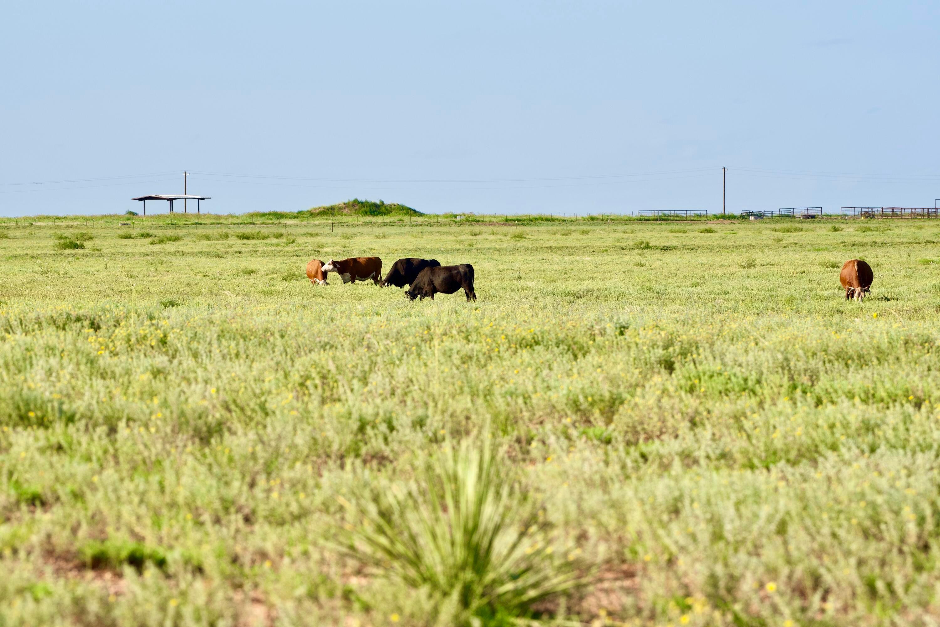 656 Fm Turkey, TX 79261 - Photo 21 of 45 DSC_3515