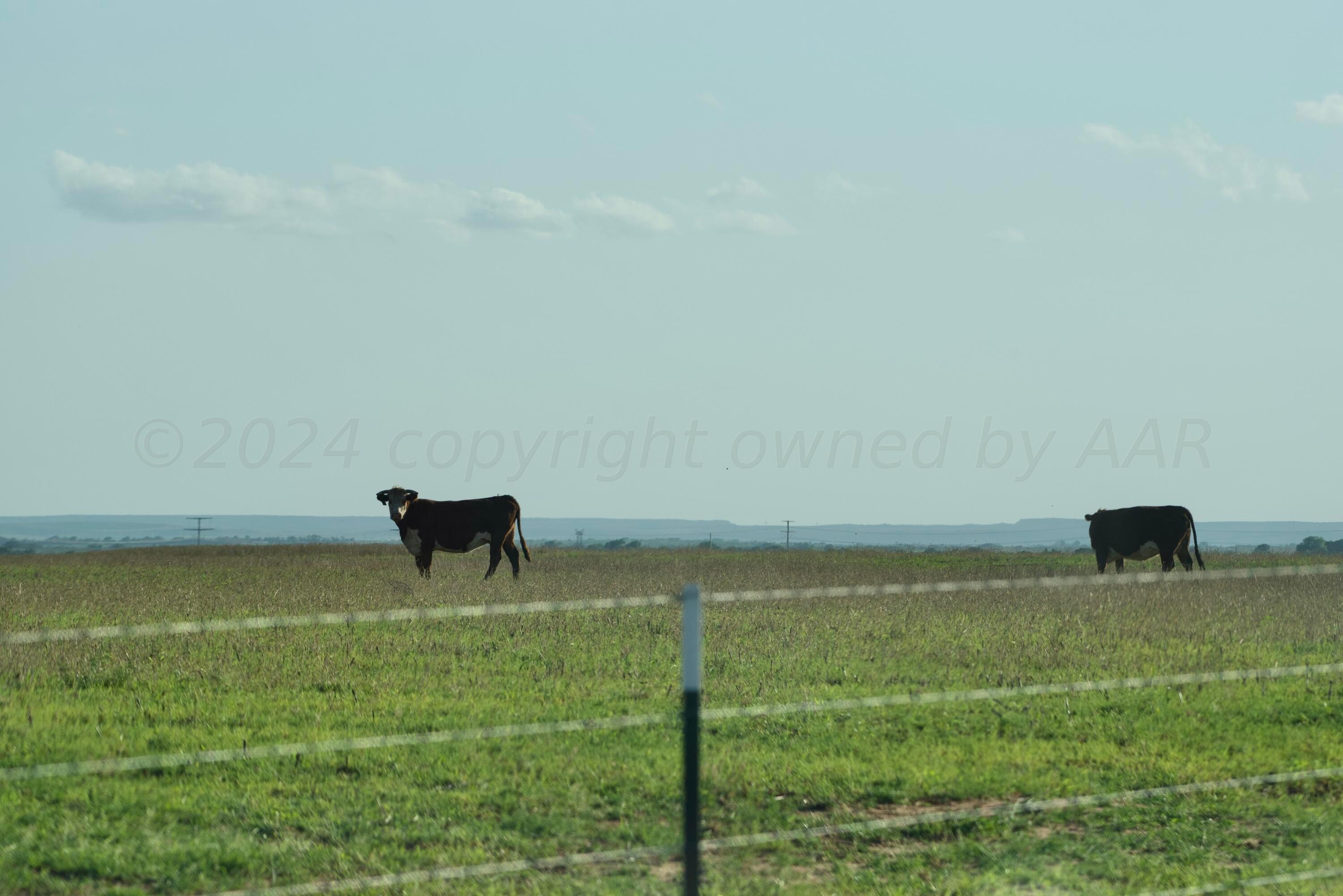 656 Fm Turkey, TX 79261 - Photo 31 of 45 DSC_3528