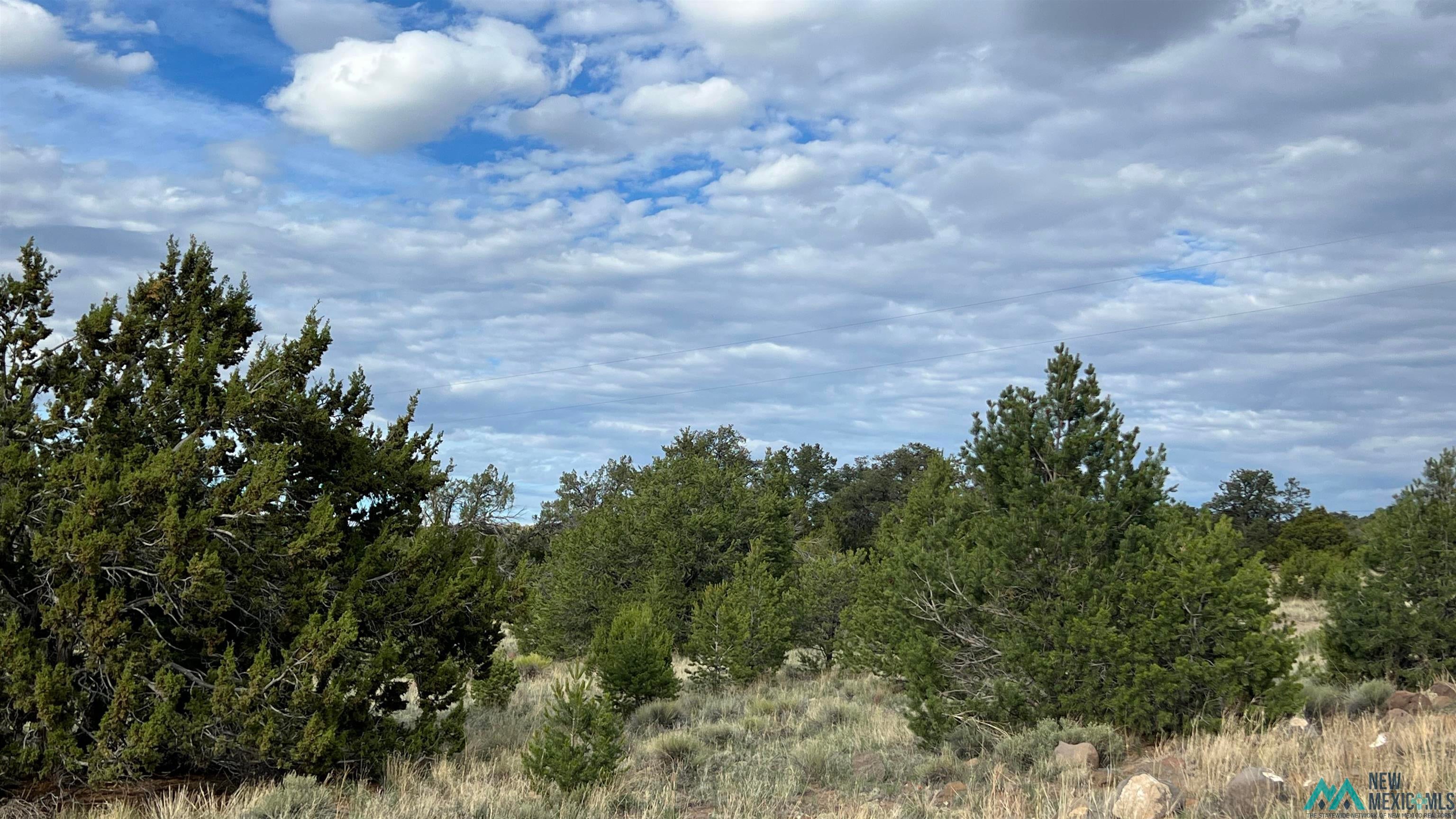 Warpath Road Quemado, NM 87829 - Photo 12 of 12 View of woods