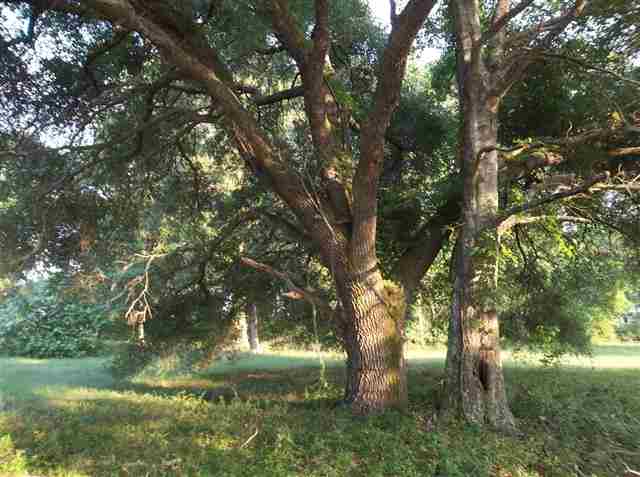 1799 Rabon Road Monticello, FL 32344 - Photo 1 of 25 Gallery Image 1