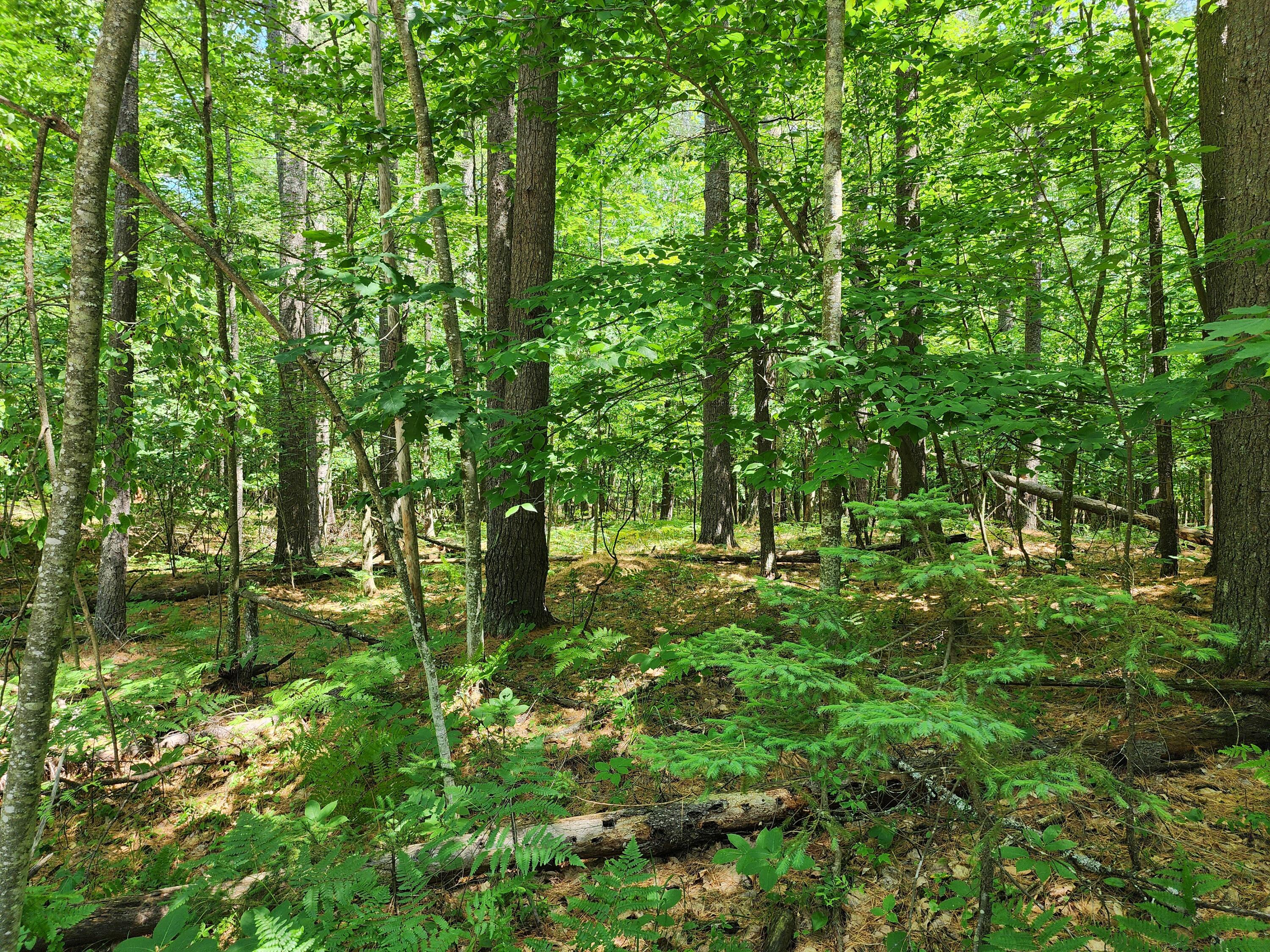0 Oak Hollow Road Jay, NY 12941 - Photo 4 of 4 Gallery Image 4