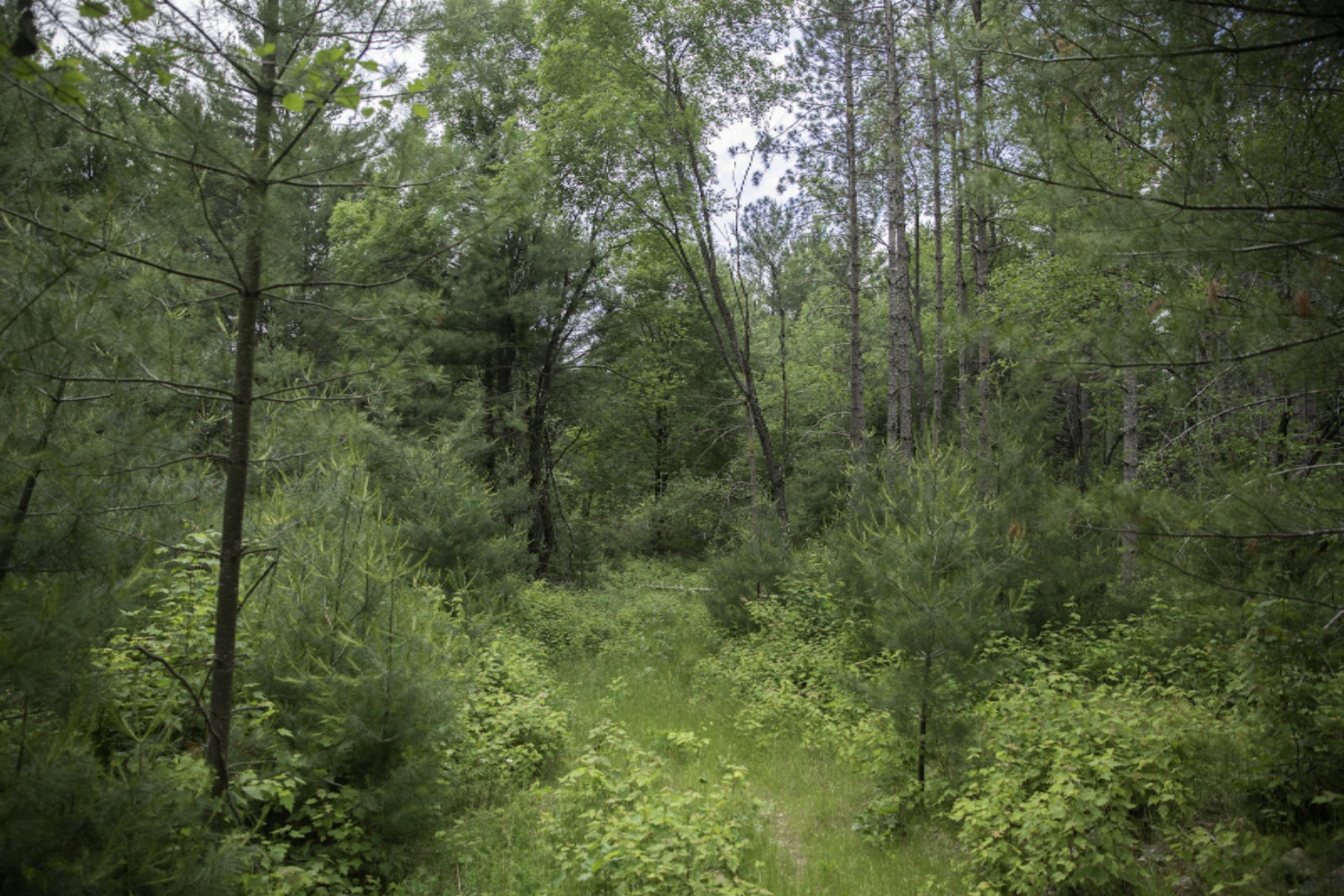 V/l Center Line Road Reed City, MI 49677 - Photo 3 of 18 Ryskamp 40-6