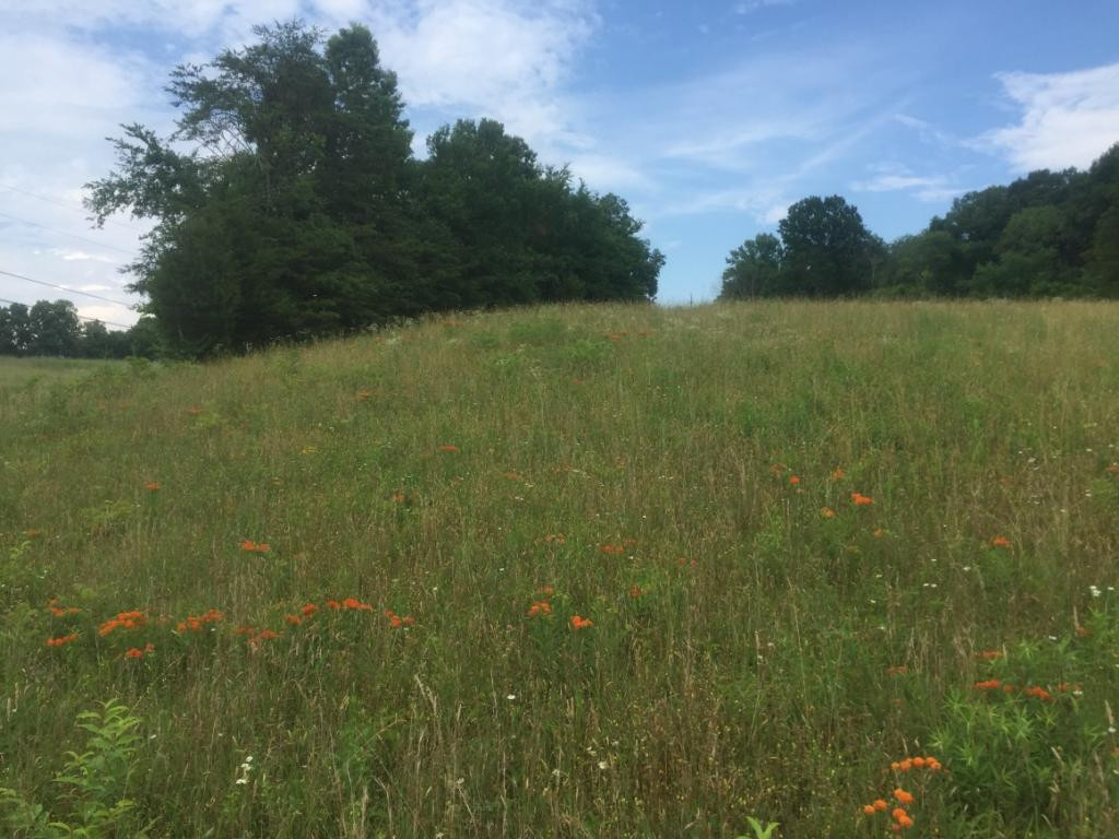 0 Rader Sidetrack Road Mosheim, TN 37818 - Photo 13 of 15 Photo 13