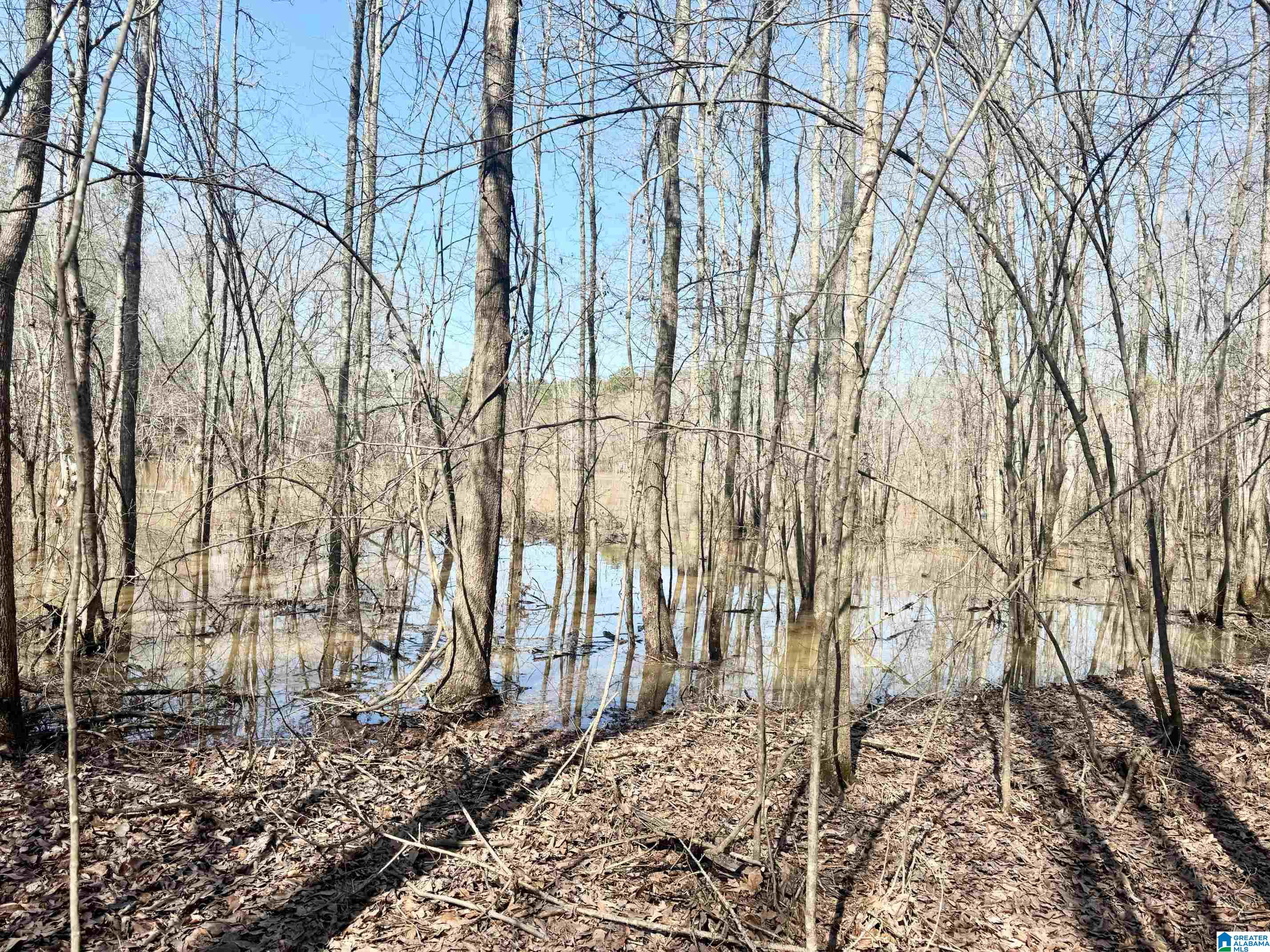 0 Cody Road, Unit 15 66 ACRES Roanoke, AL 36274 - Photo 1 of 7