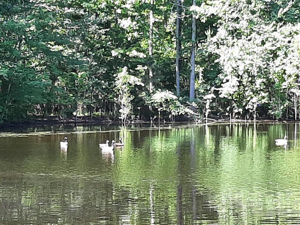 905 Neptune Trail Appling, GA 30802 - Photo 3 of 14 20240410161013672695000000-o