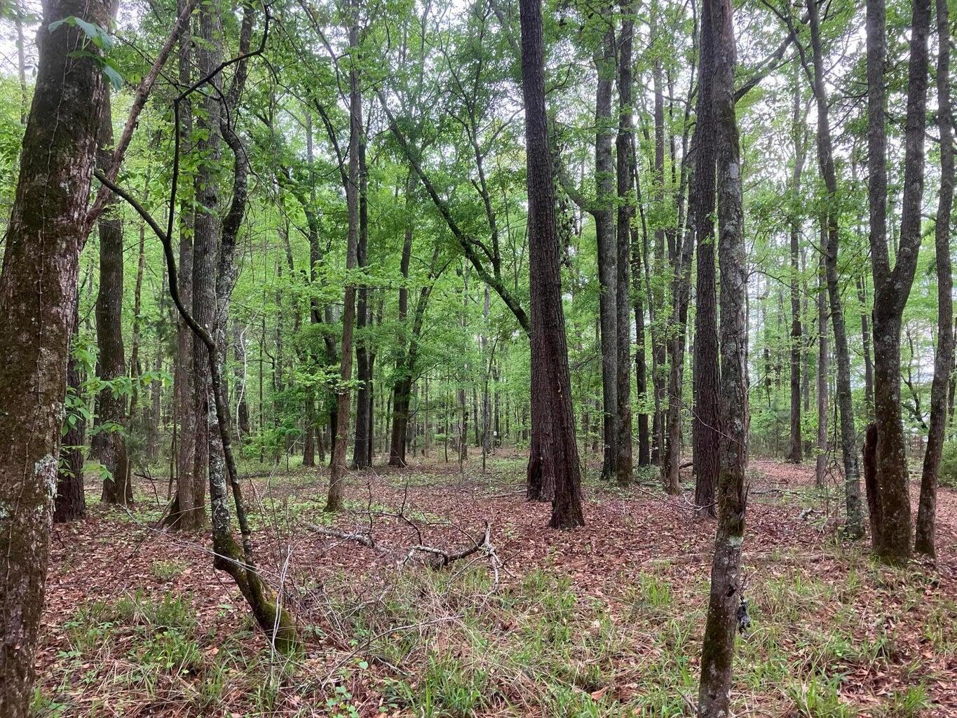 905 Neptune Trail Appling, GA 30802 - Photo 10 of 14 20240410161215761922000000-o