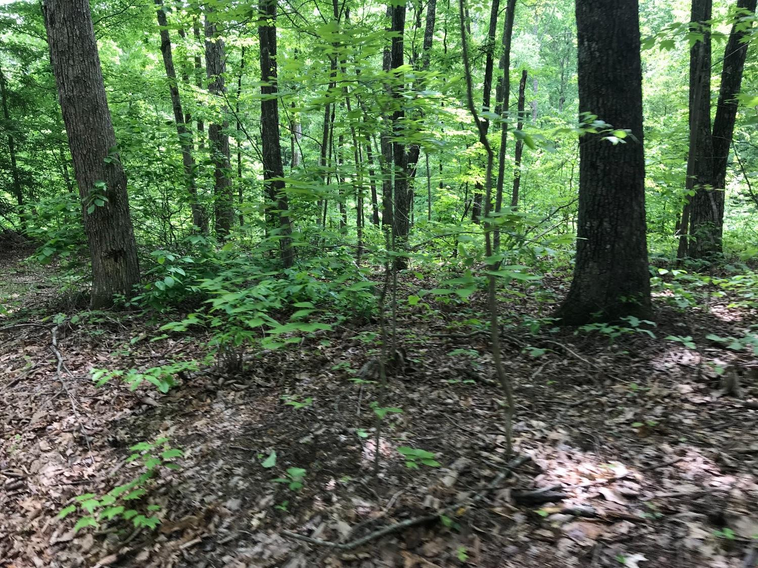 1 Amos Ridge Road Frenchburg, KY 40322 - Photo 3 of 15 Listing Photo