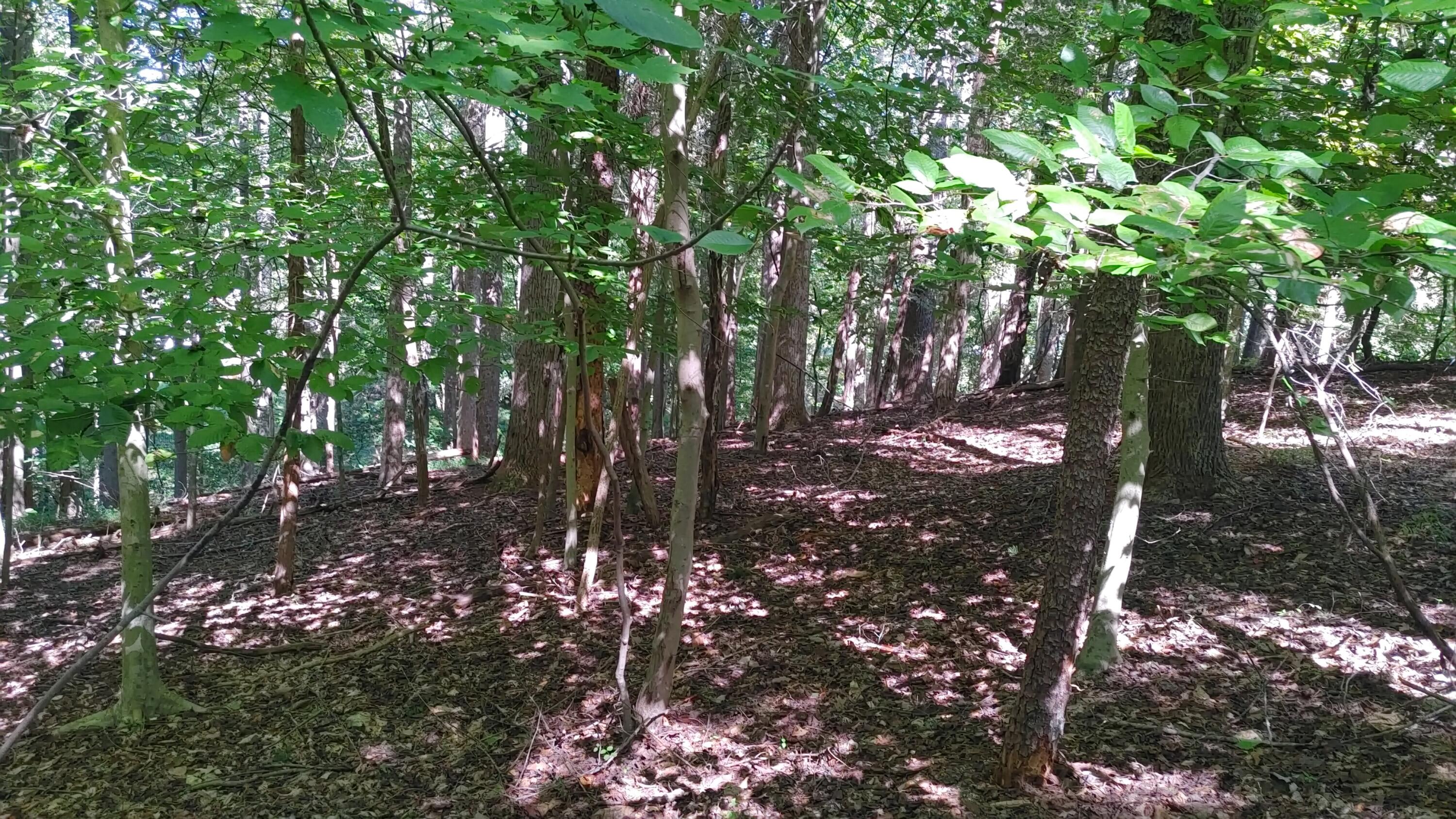 Lot 53 Ridgeway Court Moneta, VA 24121 - Photo 2 of 3 a view of a tree in a yard
