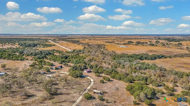 a view of a tree in a forest