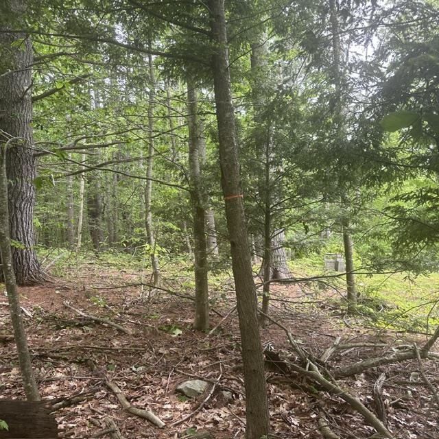 44.1 Lovell Lake Road Sanbornville, NH 03872 - Photo 12 of 13