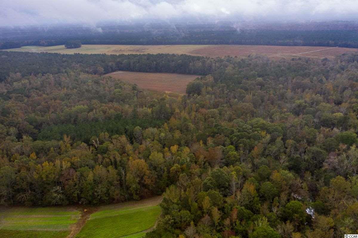 63-acres Hanna Loop Hemingway, SC 29554 - Photo 14 of 27 Gallery Image 14