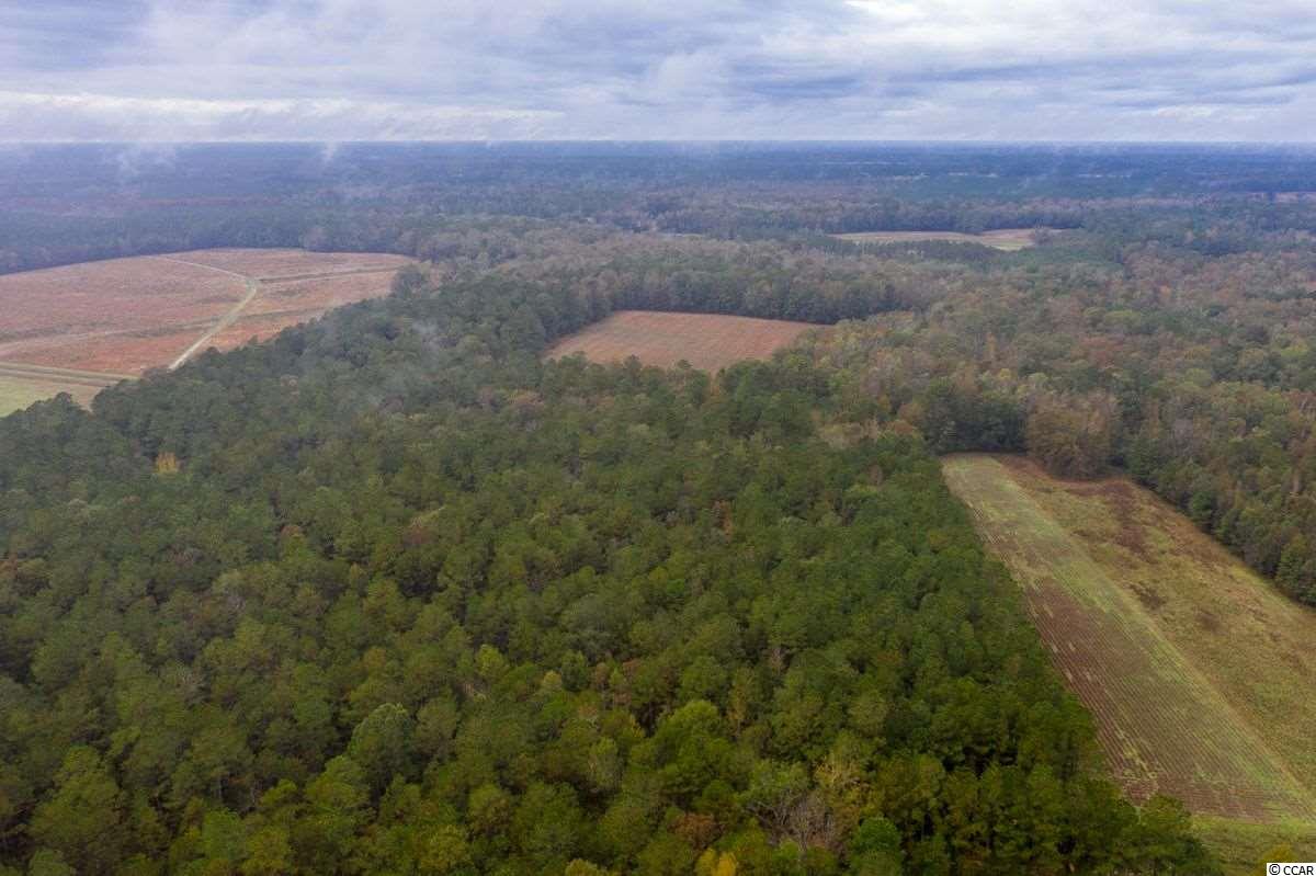 63-acres Hanna Loop Hemingway, SC 29554 - Photo 22 of 27 Gallery Image 22