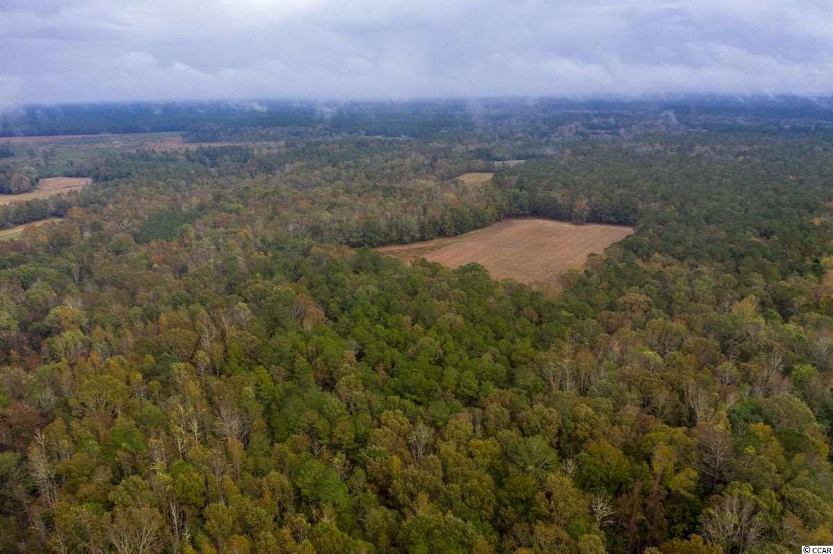 63-acres Hanna Loop Hemingway, SC 29554 - Photo 8 of 27 Gallery Image 8