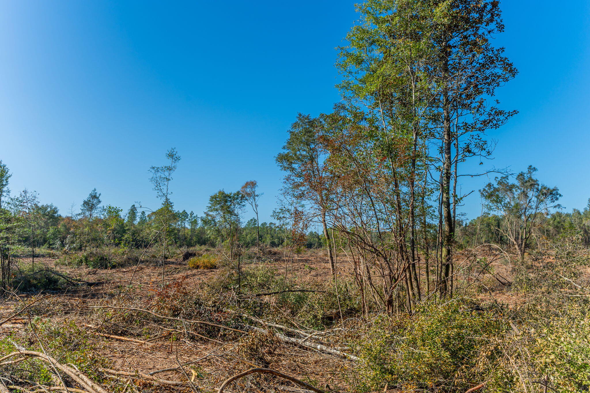 9-acres Cook Road Westville, FL 32464 - Photo 12 of 20 a backyard of a house
