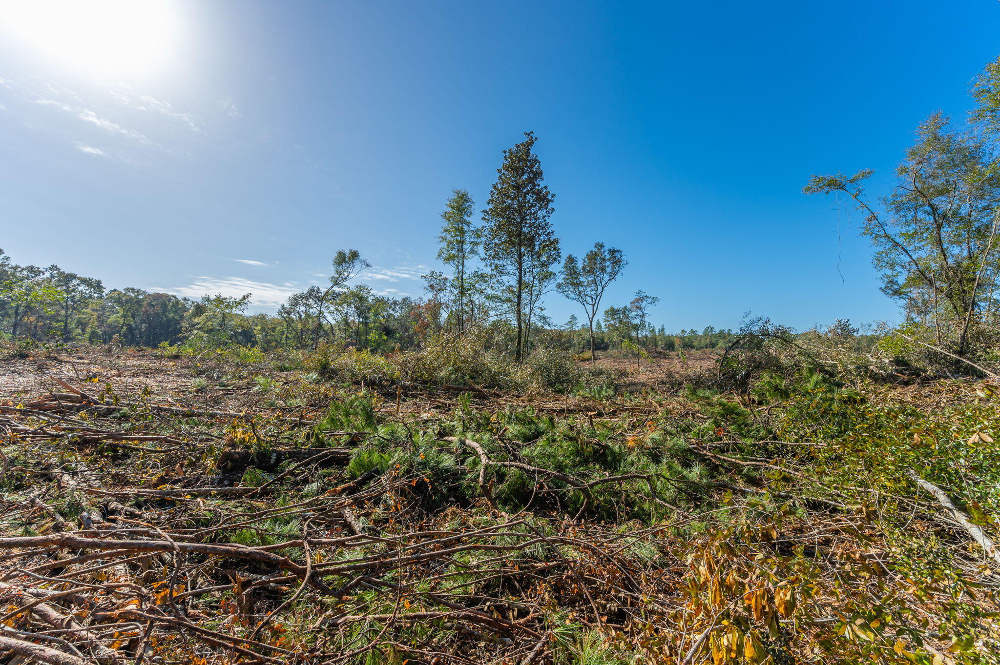 9-acres Cook Road Westville, FL 32464 - Photo 13 of 20 a view of a bunch of trees in a field