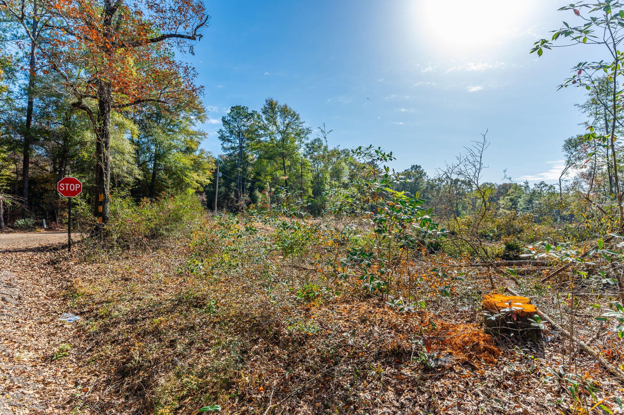 9-acres Cook Road Westville, FL 32464 - Photo 14 of 20 a view of an outdoor space and a yard