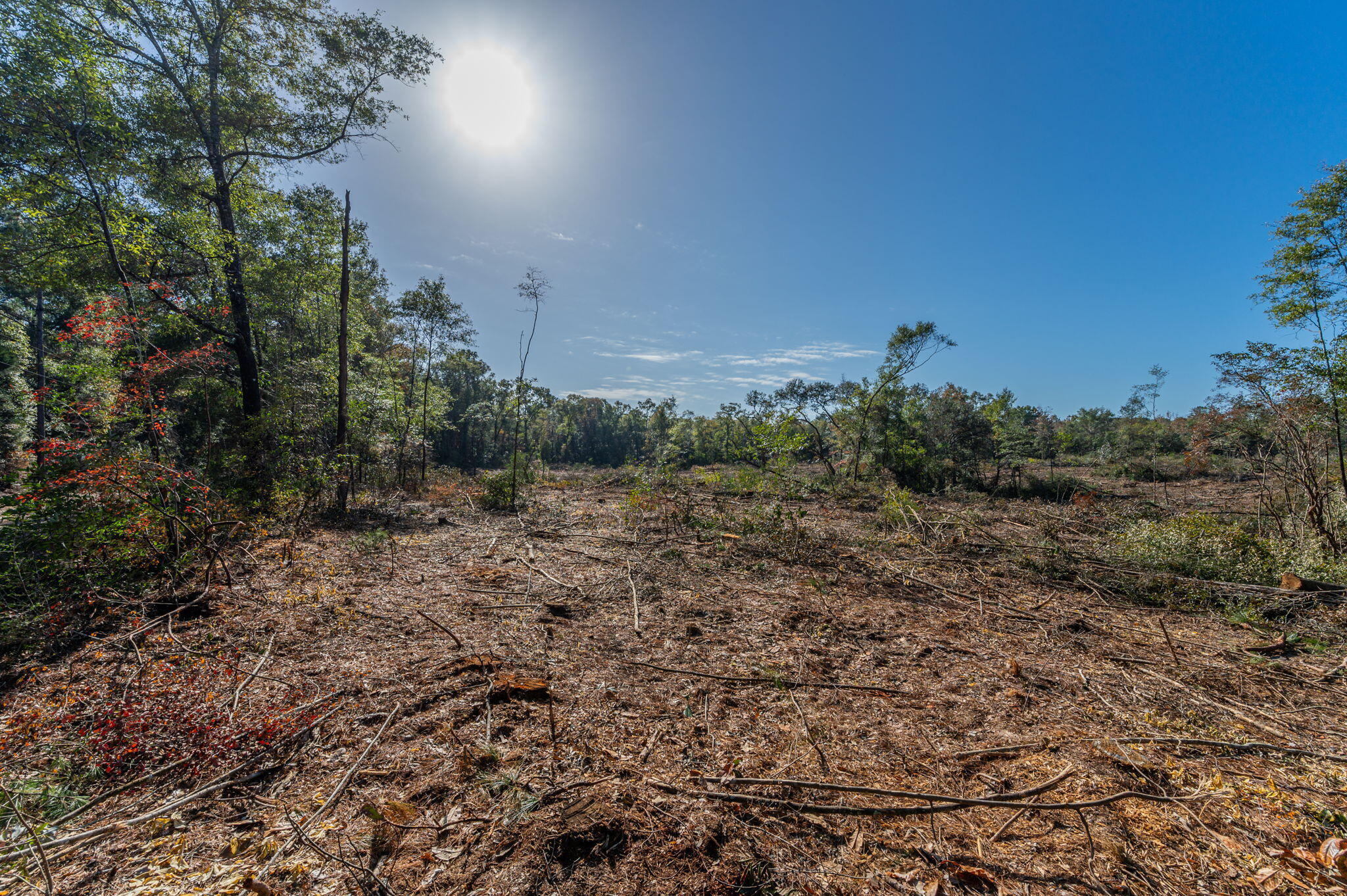 9-acres Cook Road Westville, FL 32464 - Photo 18 of 20 a view of a field with trees in background