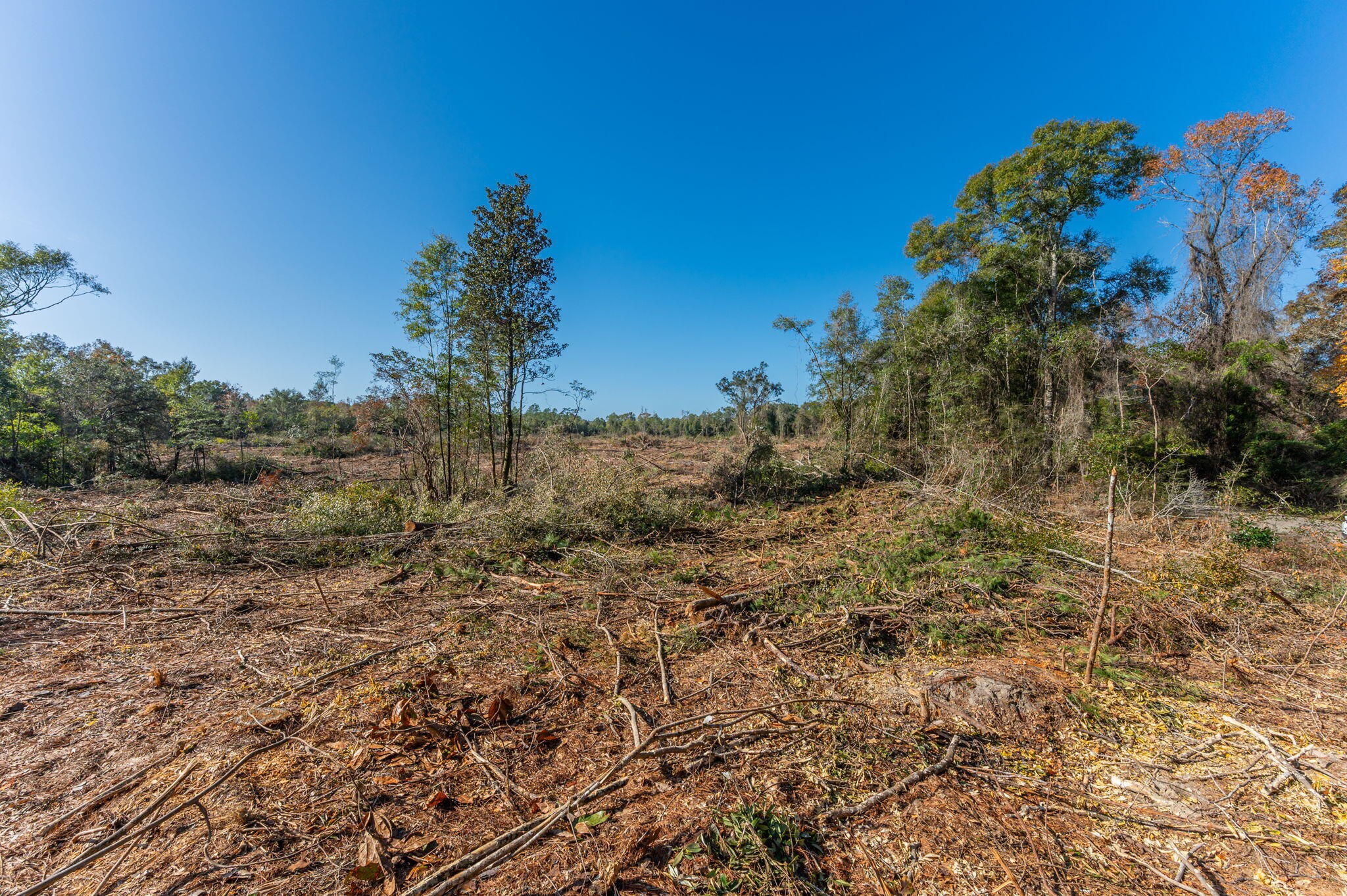 9-acres Cook Road Westville, FL 32464 - Photo 19 of 20 a view of a large yard with lots of bushes