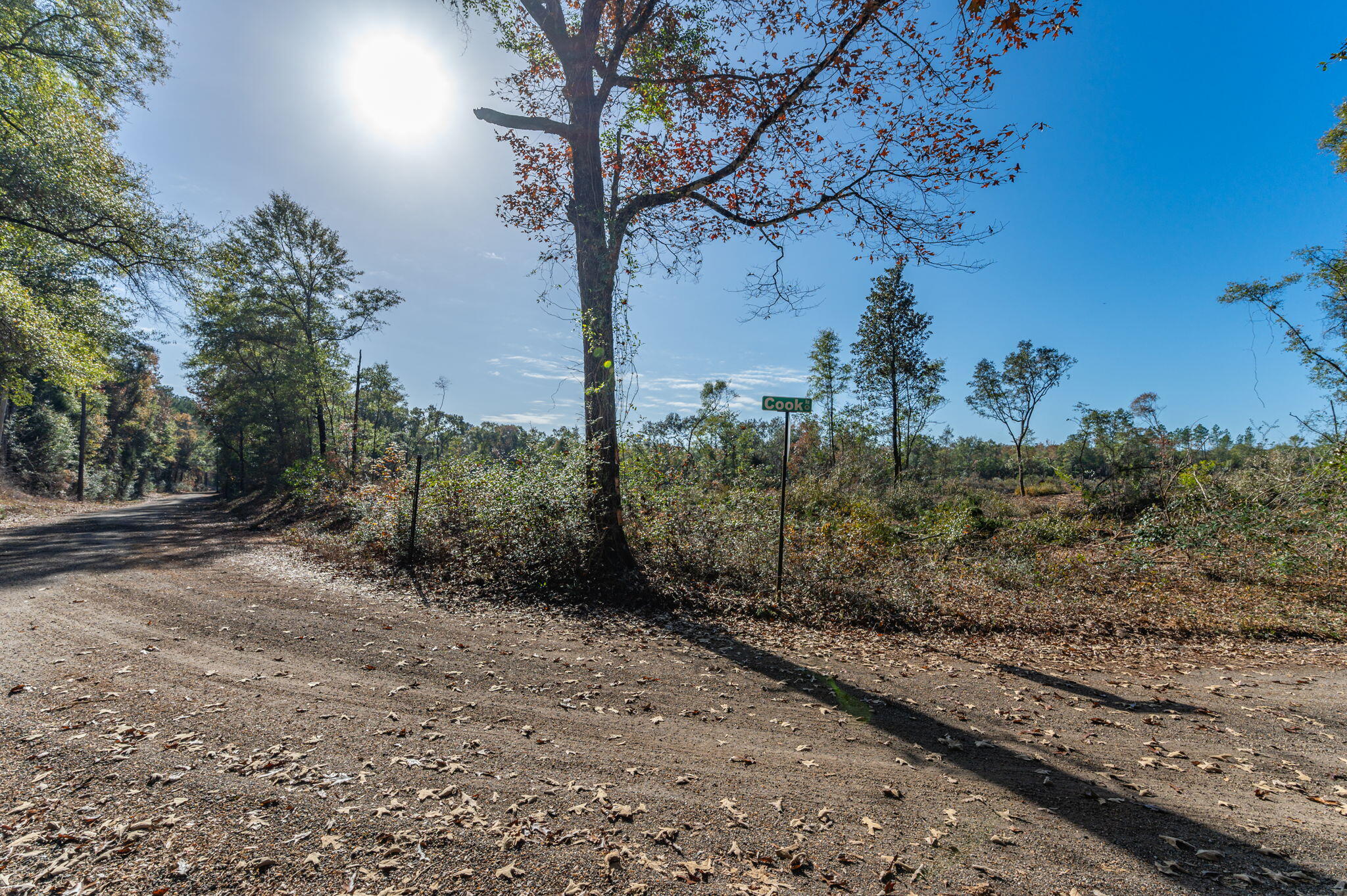 9-acres Cook Road Westville, FL 32464 - Photo 9 of 20 a view of a yard with trees