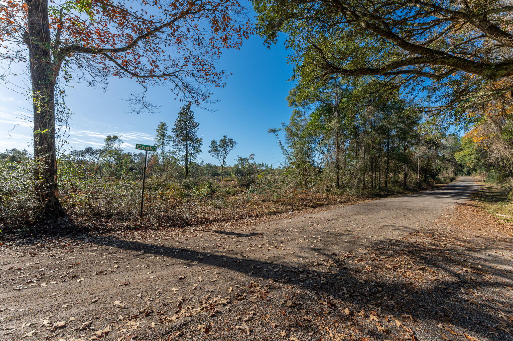9-acres Cook Road Westville, FL 32464 - Photo 10 of 20 a view of a yard with plants and trees