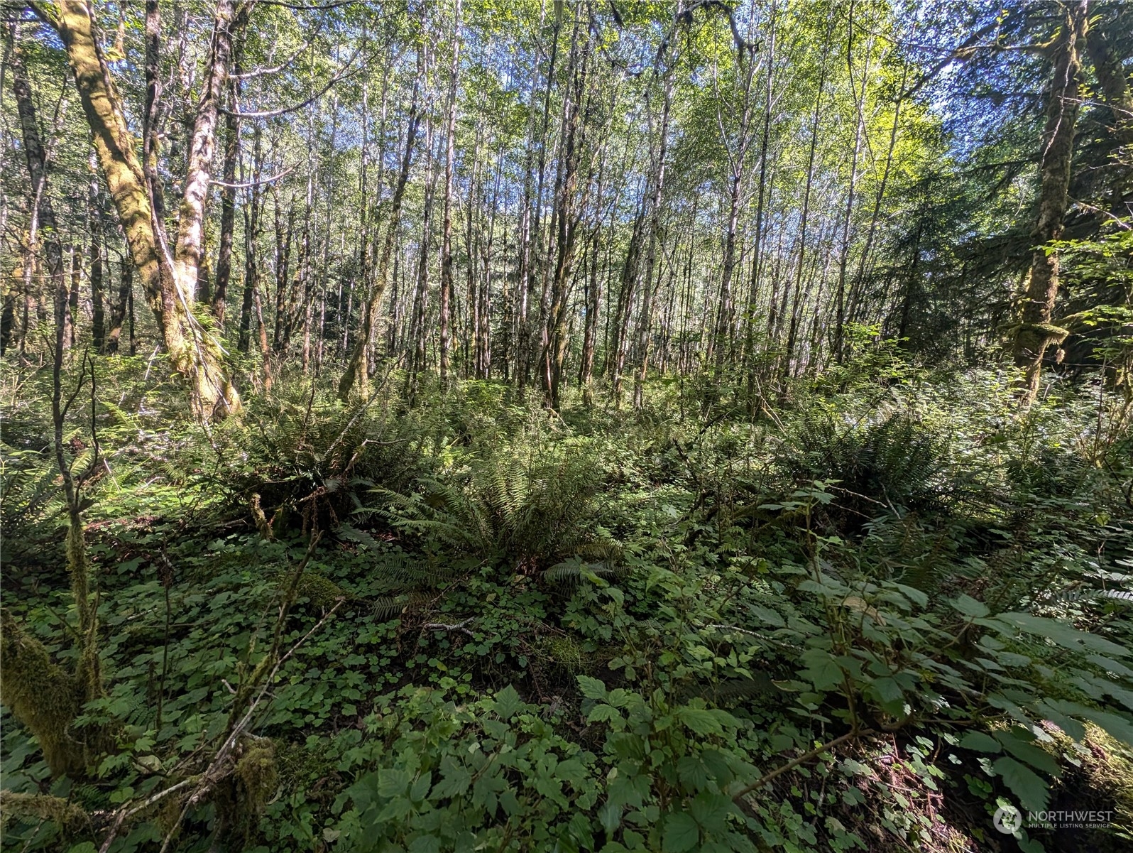 99993 Dowan Creek Road Forks, WA 98331 - Photo 30 of 40