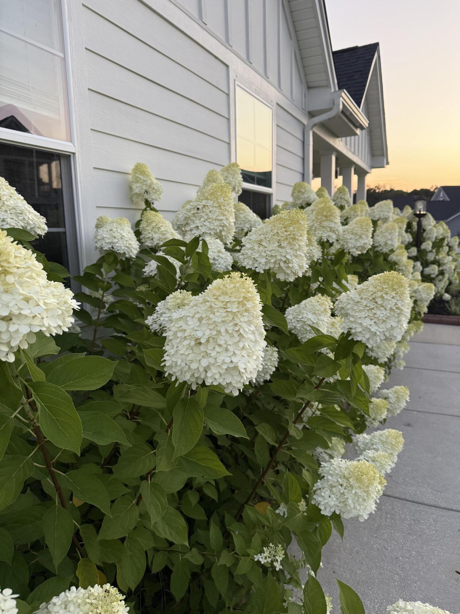 575 Pendleton Drive Moncks Corner, SC 29461 - Photo 55 of 58 IMG_0933