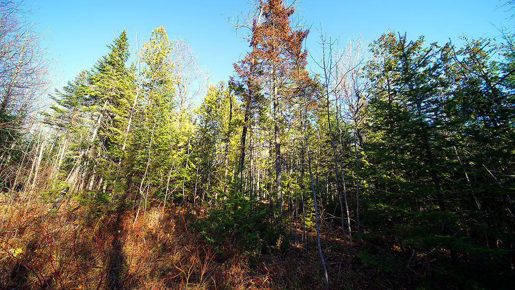 39.1 County Road Houlton, ME 04761 - Photo 23 of 36 ludlow-land-brewer-9
