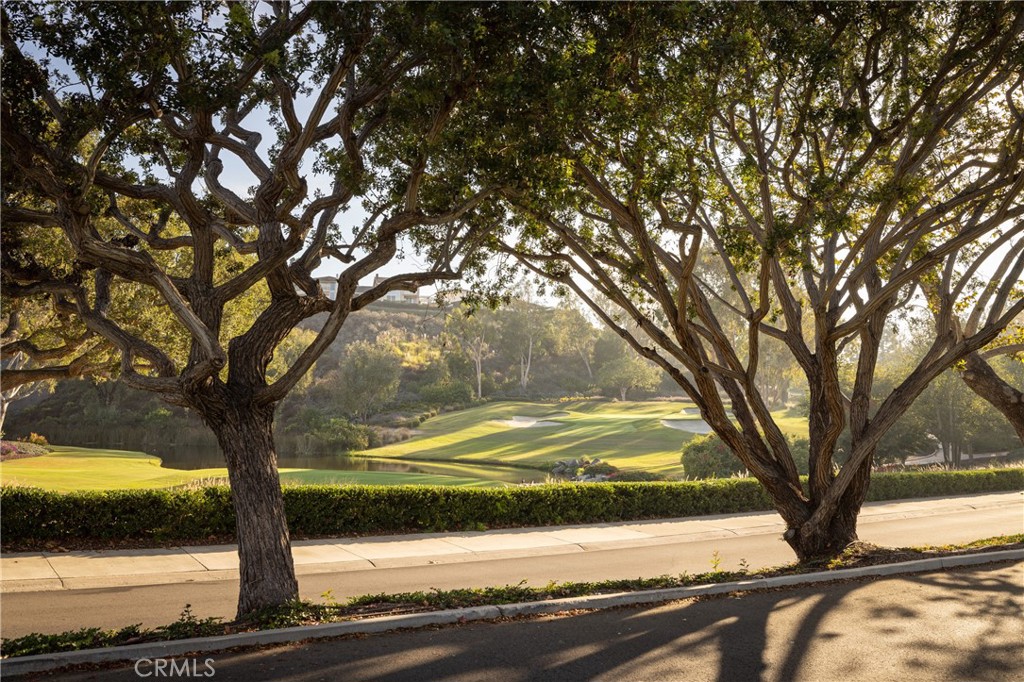 56 Royal St George Road Newport Beach, CA 92660 - Photo 47 of 49 a view of a yard with a tree