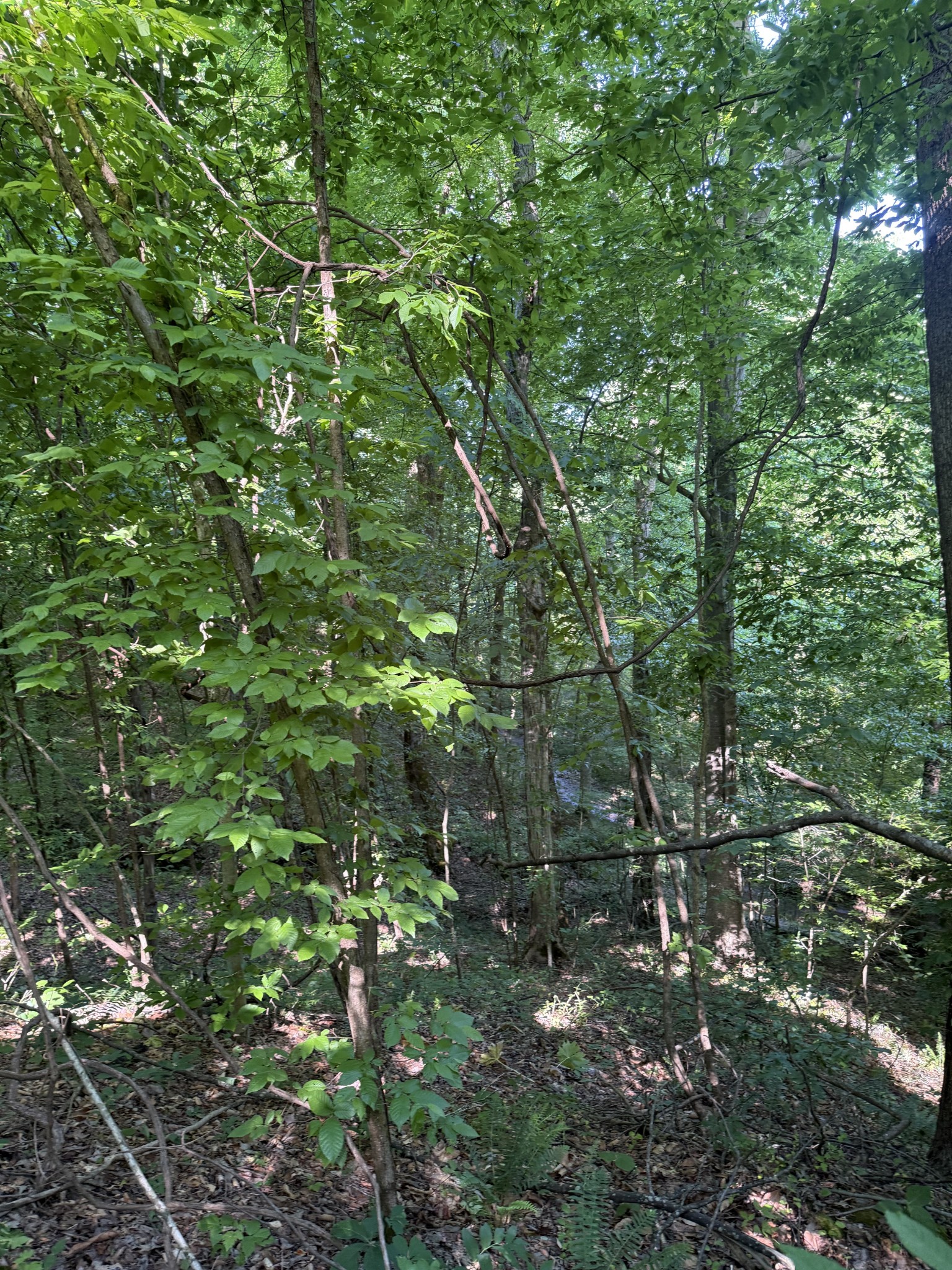 0 West Crigger Road Millington, TN 38053 - Photo 8 of 9