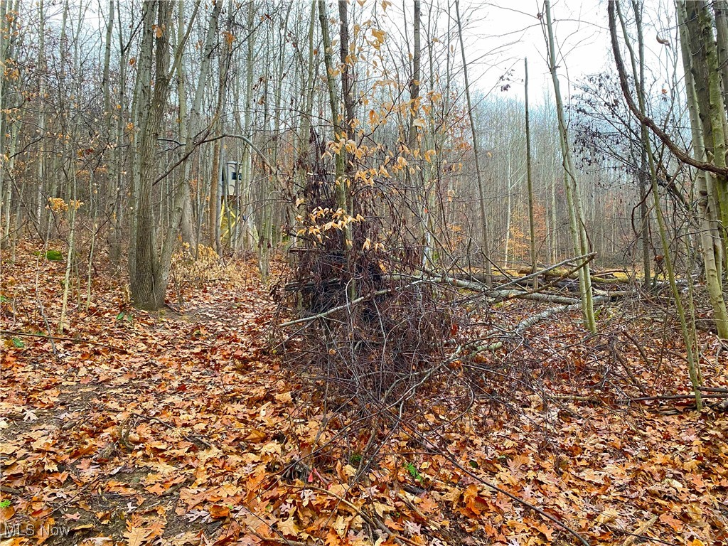 Standing Rock Road Kimbolton, OH 43749 - Photo 7 of 13 View of nature
