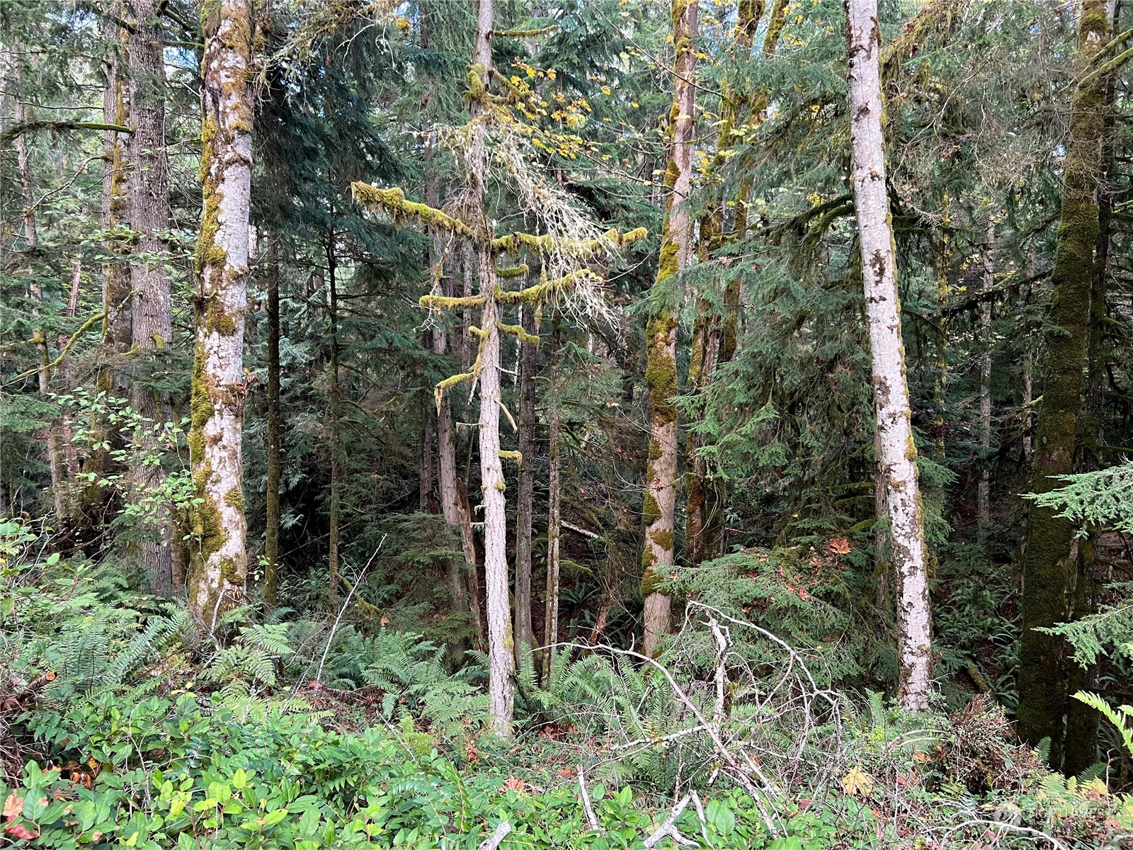 61 Thousand Trails Road Quilcene, WA 98376 - Photo 36 of 40 Gallery Image 36