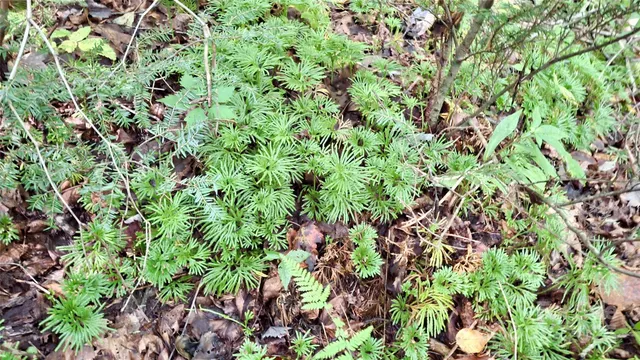 $40,000 | 0 Cross Creek Circle, Sylva, NC 28779