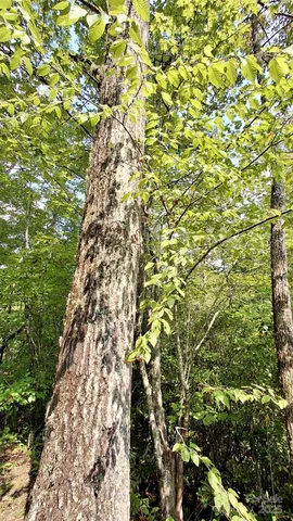 $40,000 | 0 Cross Creek Circle, Sylva, NC 28779