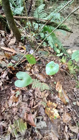 $40,000 | 0 Cross Creek Circle, Sylva, NC 28779