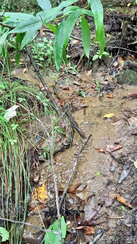 $40,000 | 0 Cross Creek Circle, Sylva, NC 28779