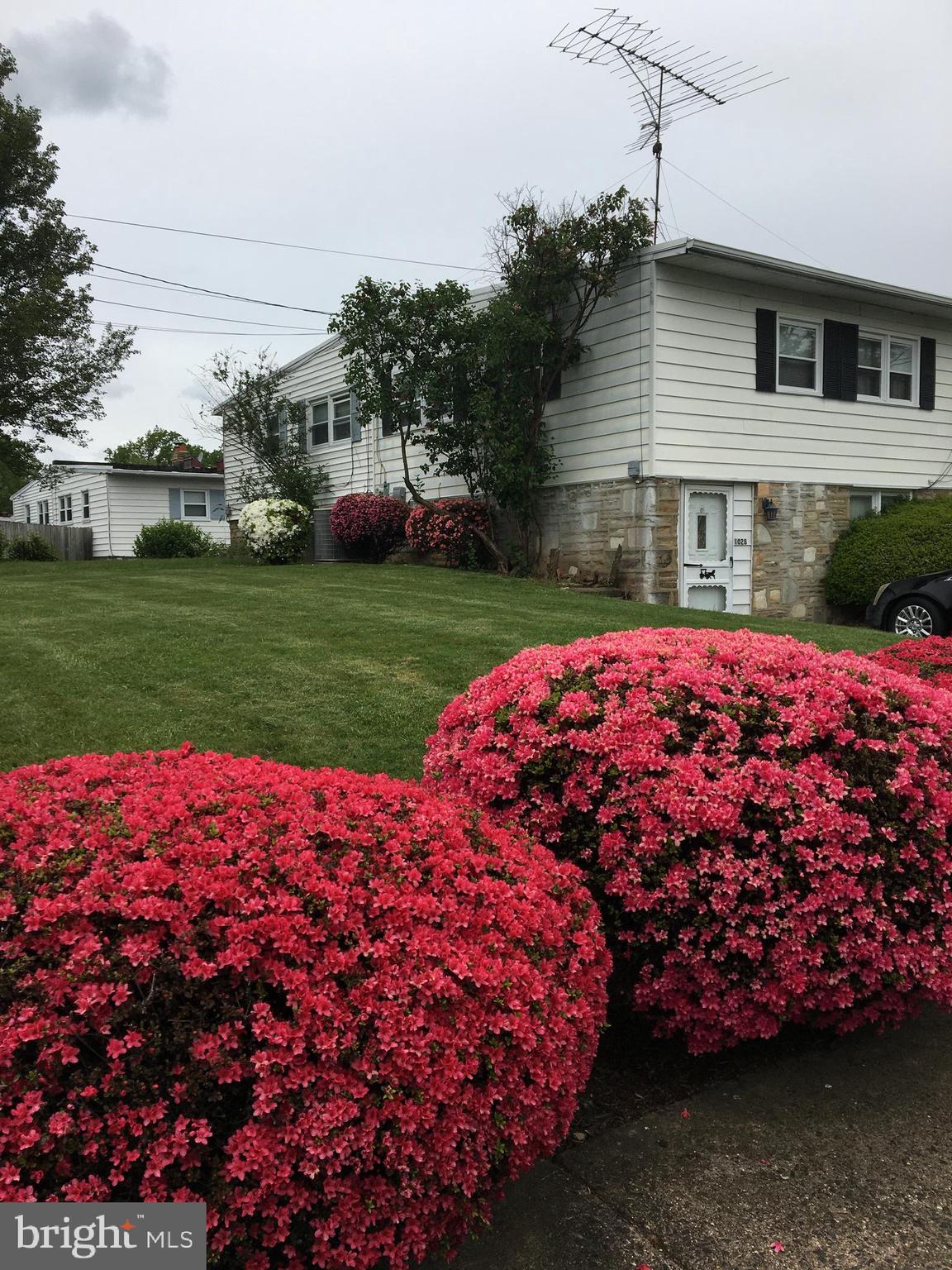 1028 Surrey Road Philadelphia, PA 19115 - Photo 4 of 46 Beautiful Azaleas in Bloom
