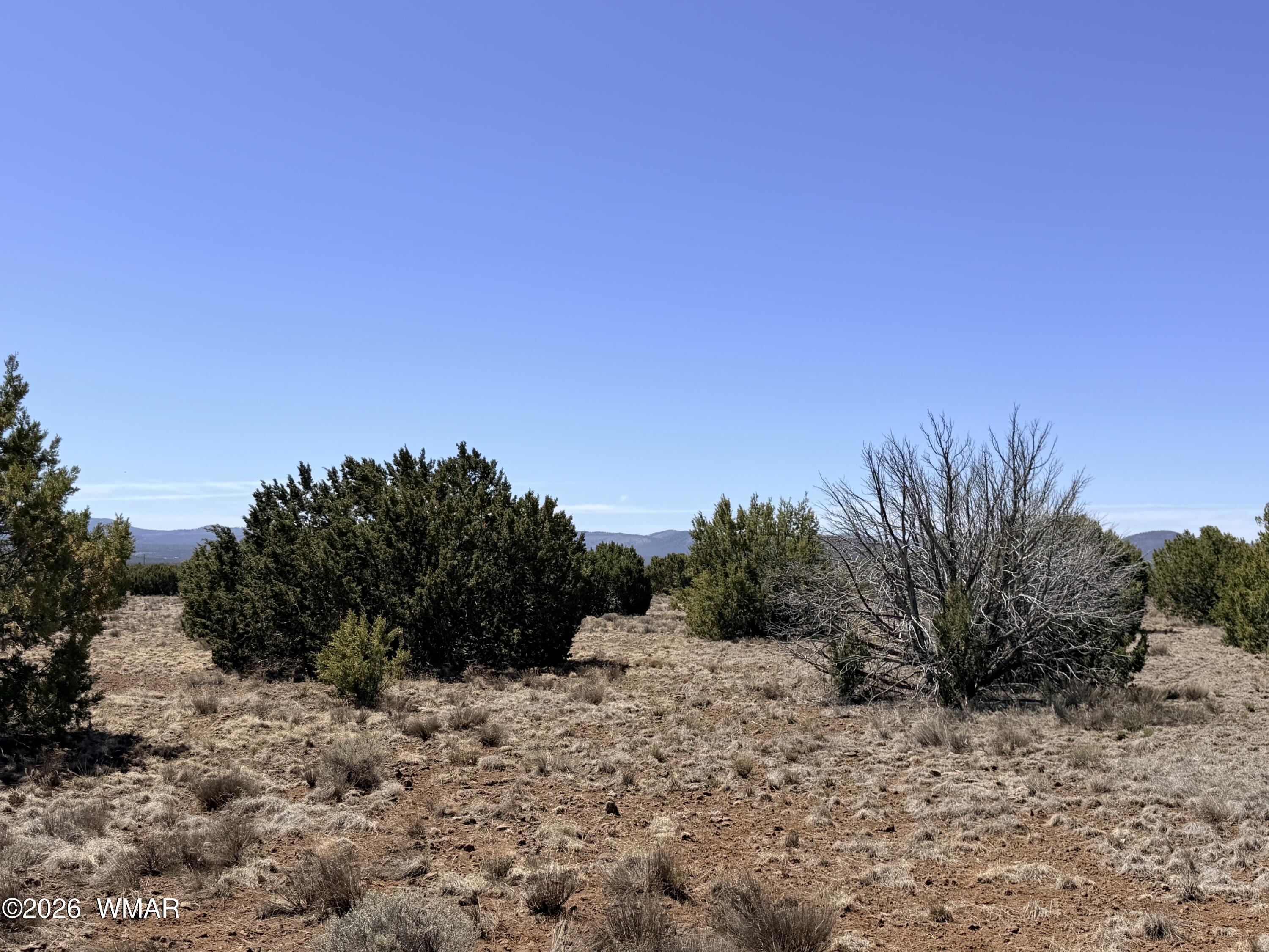 14 N3111, Unit A Vernon, AZ 85940 - Photo 4 of 14 a view of a dry yard with trees in the background