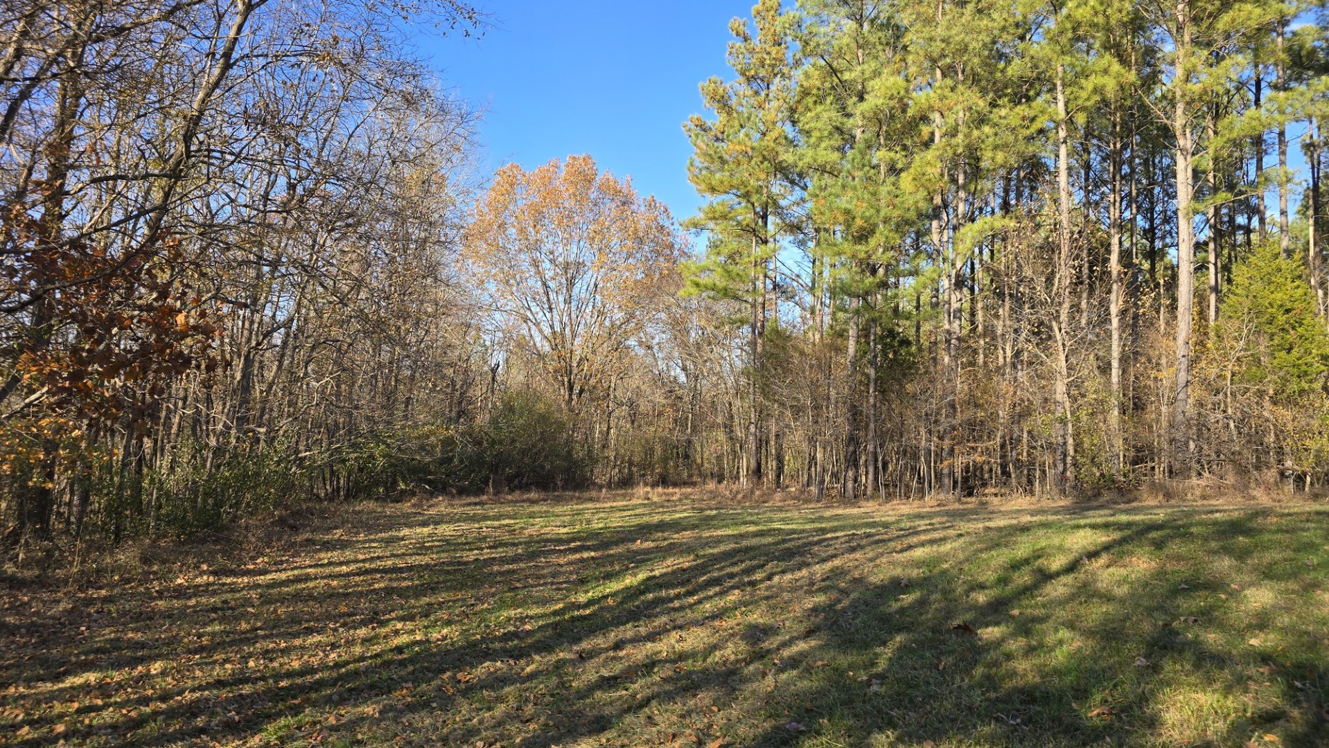1240 Hummingbird Road Buncombe, IL 62912 - Photo 49 of 51 a view of dirt field with trees