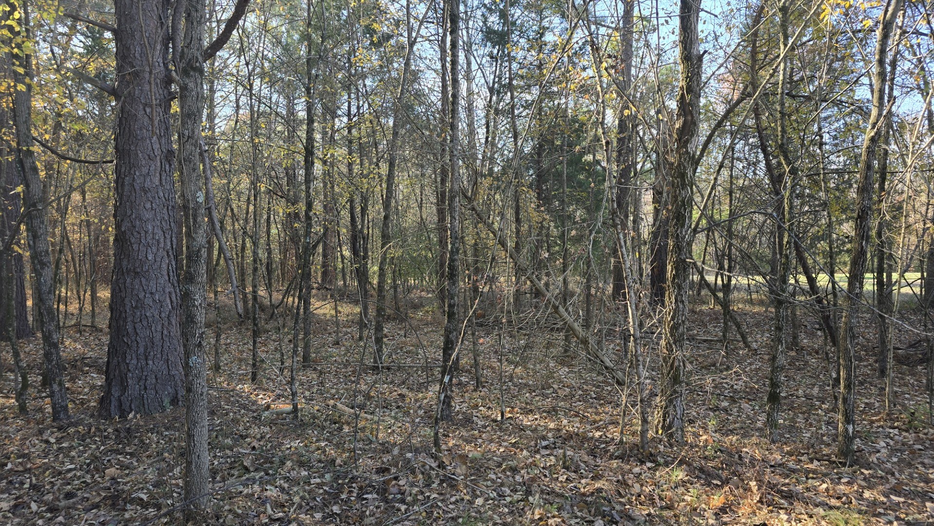 1240 Hummingbird Road Buncombe, IL 62912 - Photo 50 of 51 a view of forest