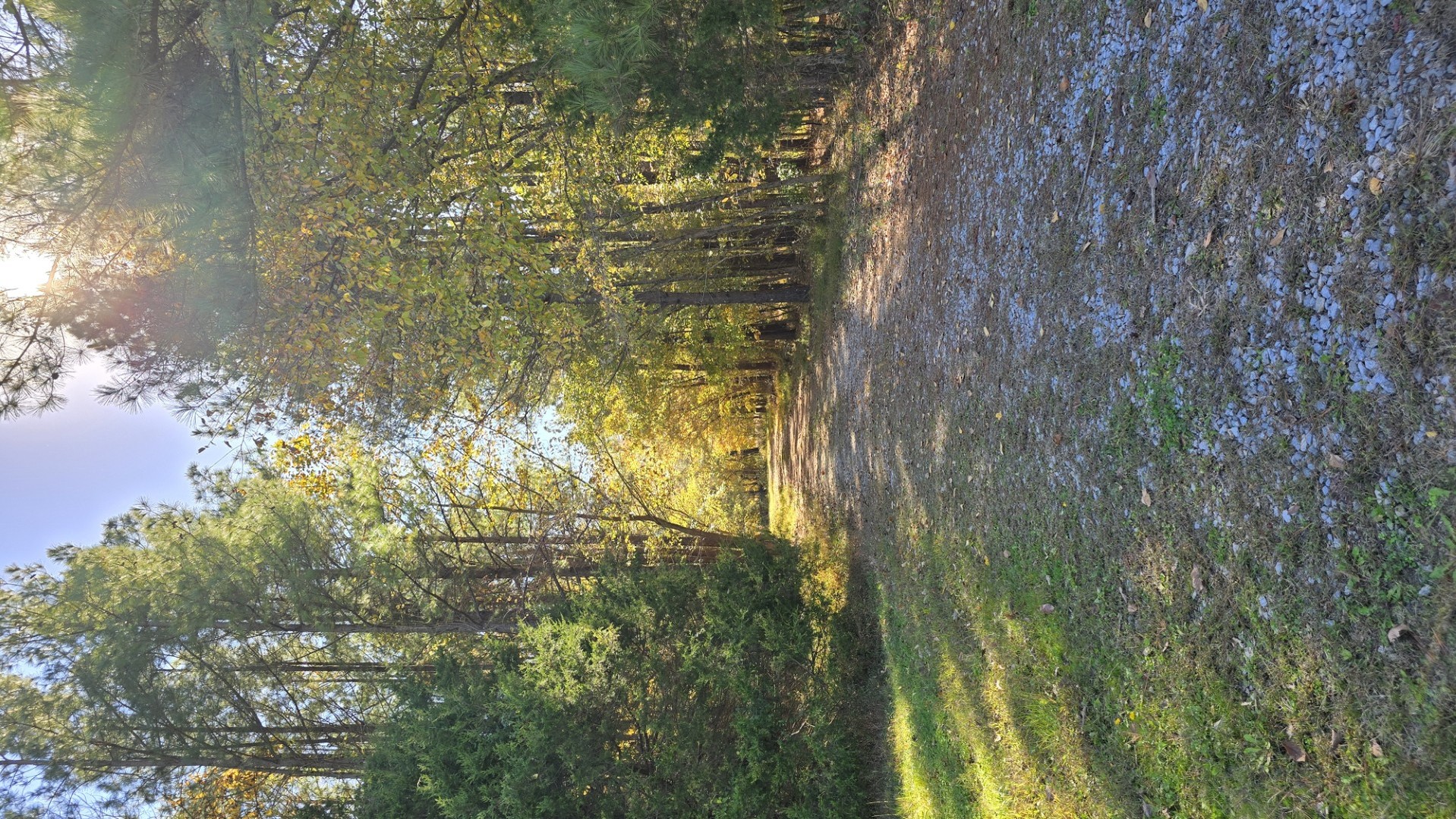 1240 Hummingbird Road Buncombe, IL 62912 - Photo 51 of 51 a close up of a tree