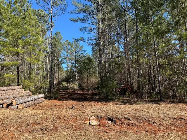 a row of trees with side of house
