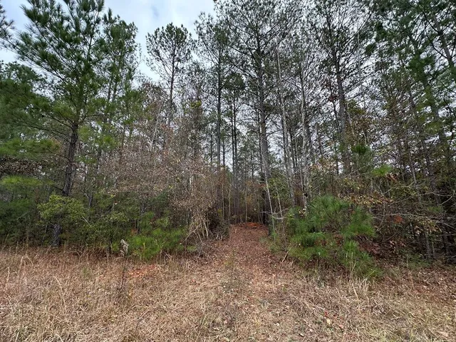 a view of a forest with trees in the background